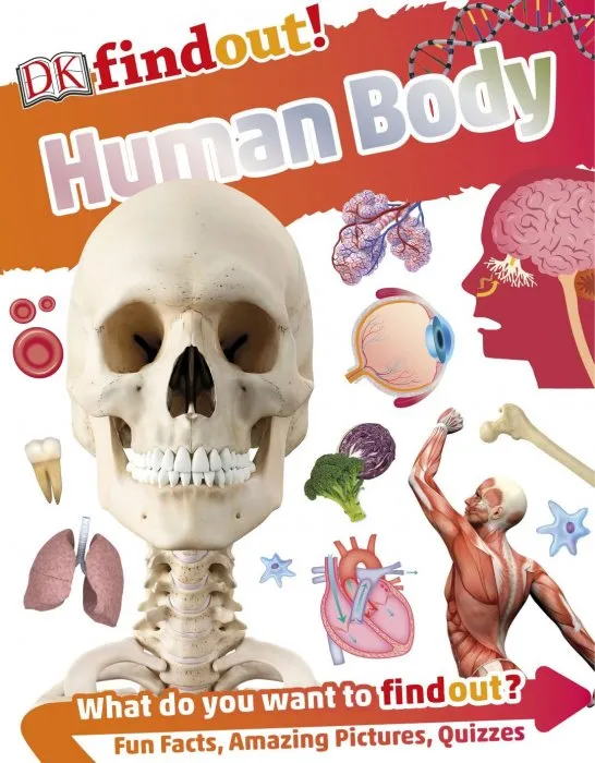 DK findout! Human Body (DK findout!)