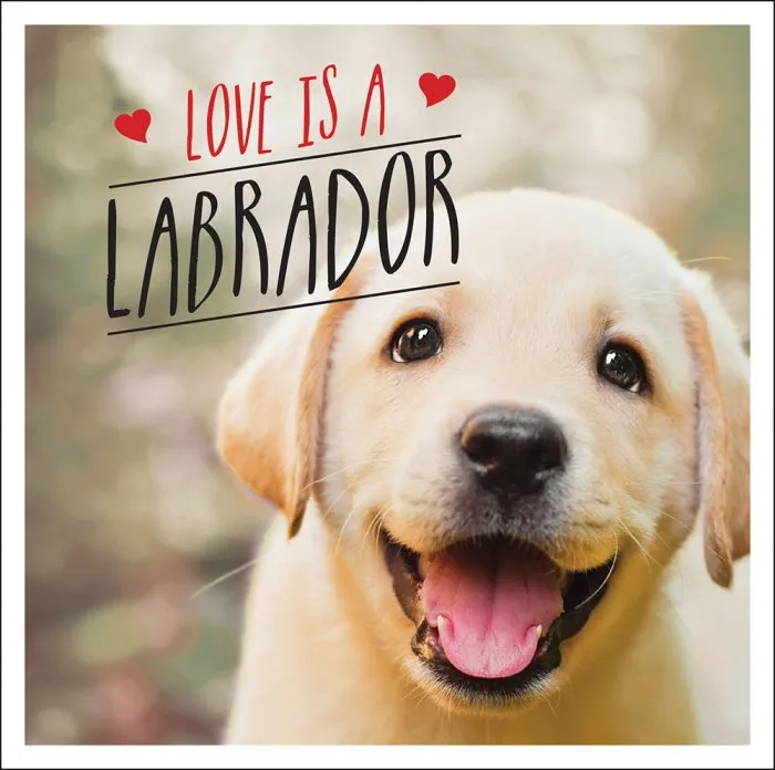Love is a Labrador: A Lab-Tastic Celebration of the World's Favourite Dog