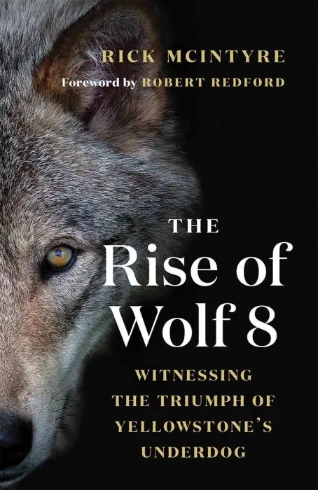 The Rise of Wolf 8: Witnessing the Triumph of Yellowstone's Underdog