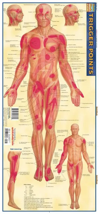 Trigger Points (Quick Study Academic)