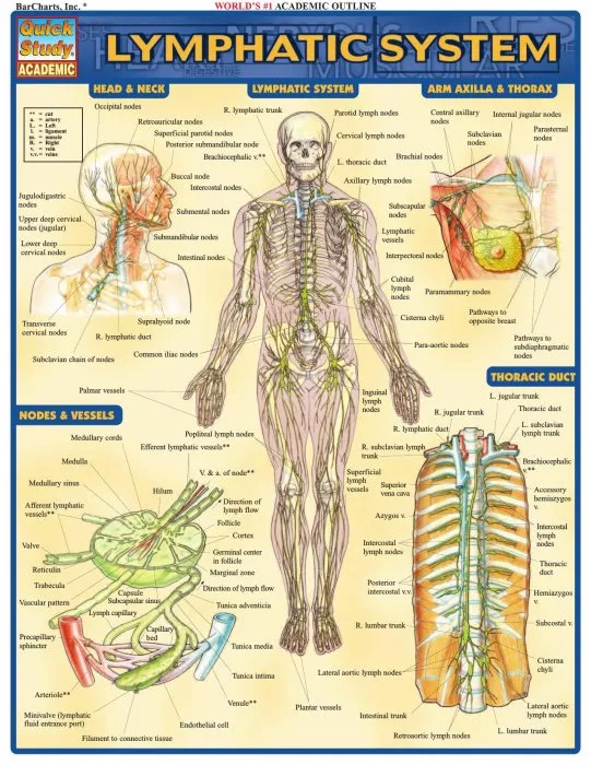 Lymphatic System (Quick Study Academic)