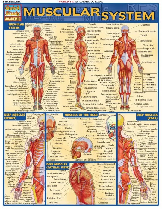 Muscular System (Quick Study Academic)