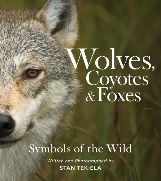 Wolves&#44; Coyotes & Foxes: Symbols of the Wild (Favorite Wildlife)