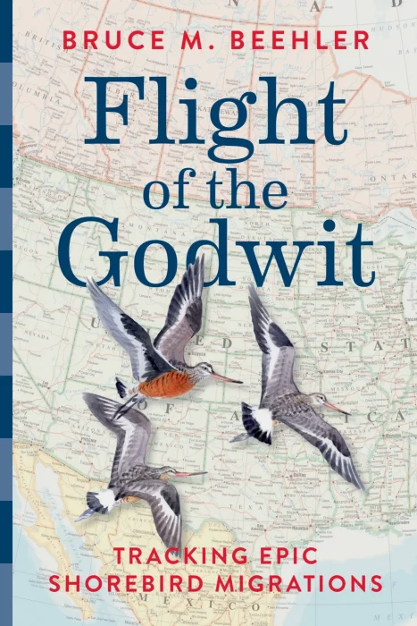 Flight of the Godwit: Tracking Epic Shorebird Migrations